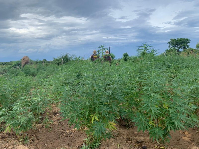 Imagem de 45ª CIPM erradica mais 2,5 mil pés de maconha em Curaçá