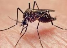 Imagem de Testes rápidos para detecção de Zika serão feitos pela Unicamp