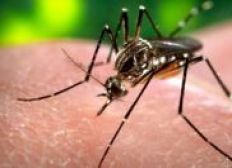 Imagem de Casos de dengue sobem 48% em janeiro em todo o país