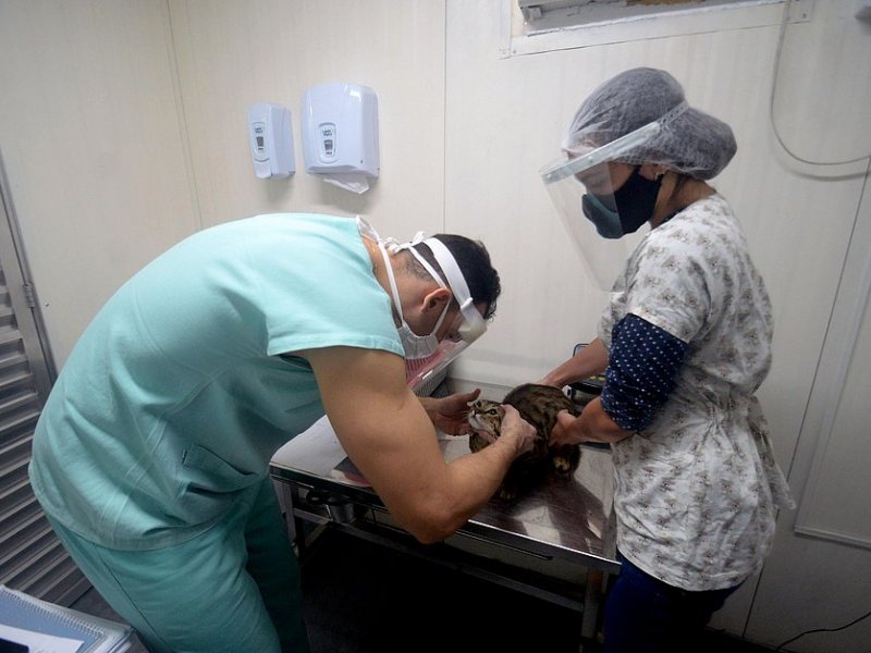 Imagem de Salvador terá primeiro hospital público veterinário do estado