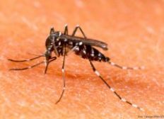 Imagem de Vírus da dengue é detectado em outro tipo de mosquito
