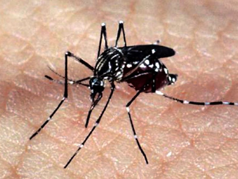 Imagem de Salvador atinge menor índice de infestação de Aedes aegypti dos últimos 16 anos.