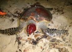 Imagem de Porto Seguro: Durante desova Tartaruga em extinção é ferida 