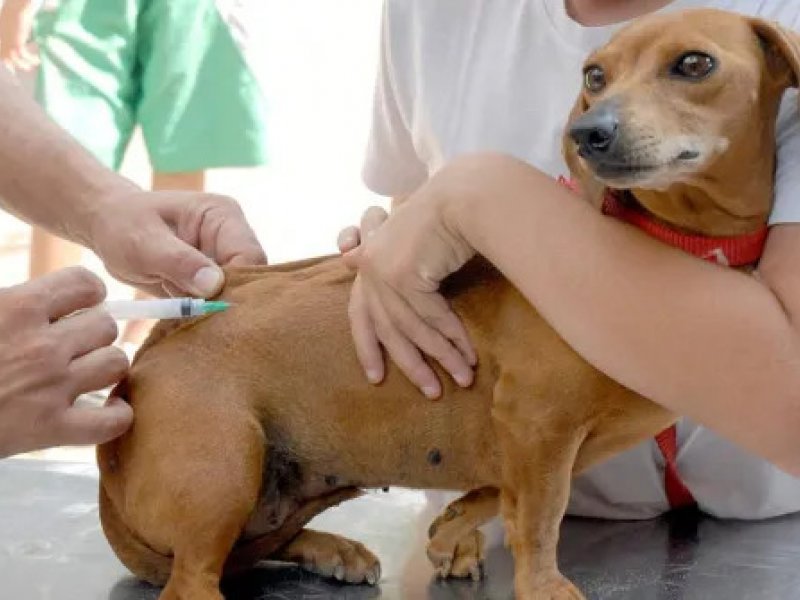 Imagem de Salvador imuniza cães contra 10 tipos de doença nesta sexta-feira
