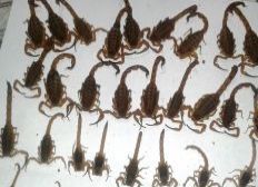 Imagem de Mulher encontra 55 escorpiões dentro da própria casa 
