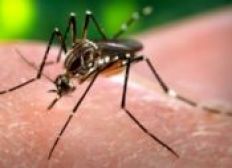Imagem de Agentes encontram focos do Aedes em 1,3 mi de imóveis do país