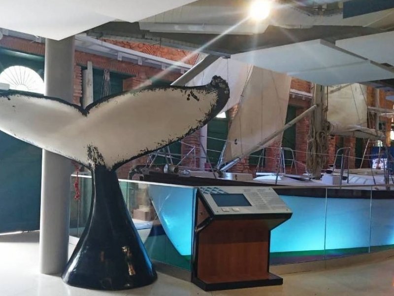 Imagem de Museu do Mar Aleixo Belov recebe exposição sobre a história do Projeto Baleia Jubarte