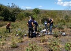 Imagem de 800 pés de maconha são destruídos pela polícia em Ibicoara