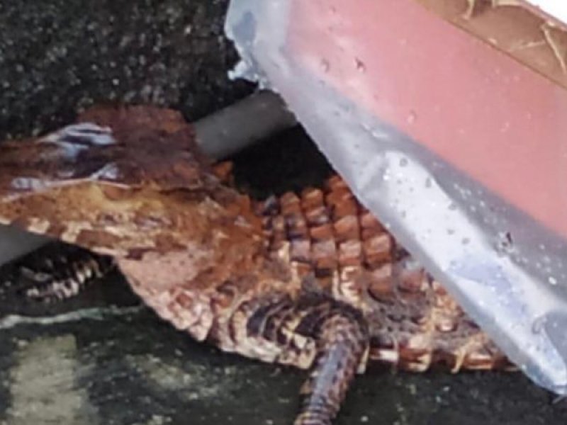 Imagem de Após chuvas, Gepa resgata quatro animais silvestres nesta sexta (22)