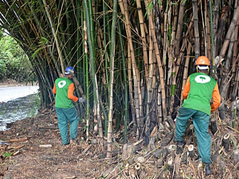 Imagem de Prefeitura inicia intervenção para recuperação do bambuzal no aeroporto de Salvador