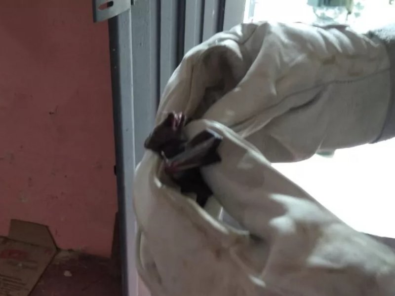 Imagem de Mais de 30 morcegos invadem casa no subúrbio de Salvador