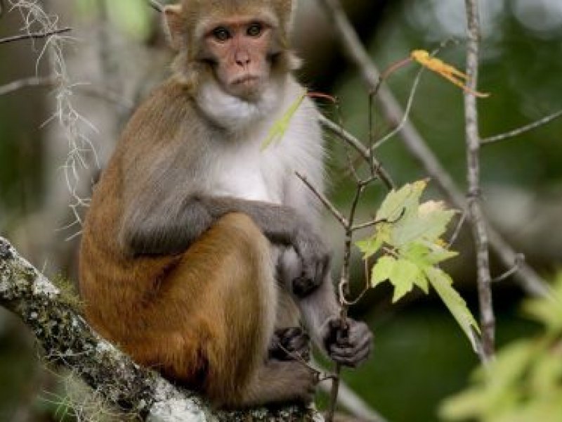 Imagem de OMS acompanha caso de varíola dos macacos descoberto no Reino Unido