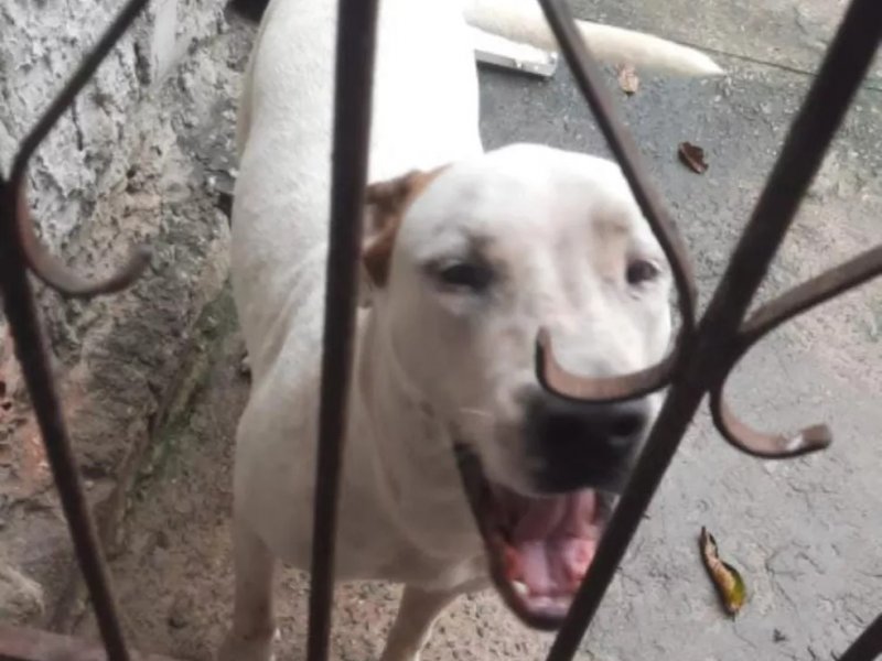Imagem de Homem morre após ser atacado pelo próprio cão da raça pitbull em Camaçari