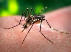 Imagem de Paraguai confirma primeiro caso de zika em mulher grávida