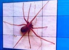 Imagem de Um mês após picada de aranha, mulher morre em Salvador