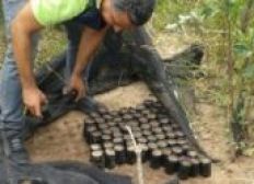 Imagem de Mais de mil pés de maconha são destruídos pela polícia em Ibicoara