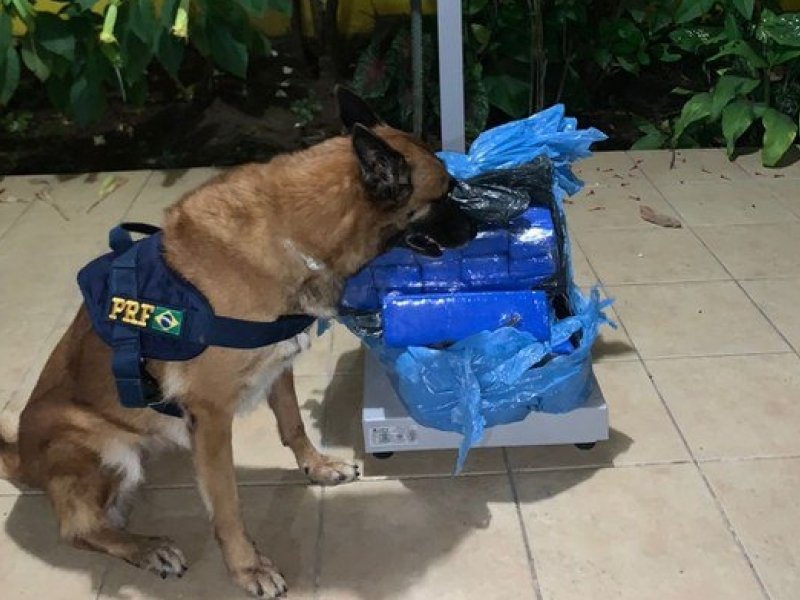 Imagem de Com ajuda de cadela, PRF apreende 25kg de maconha