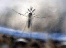 Imagem de Zika: pesquisadores elaboram protocolo para América Latina
