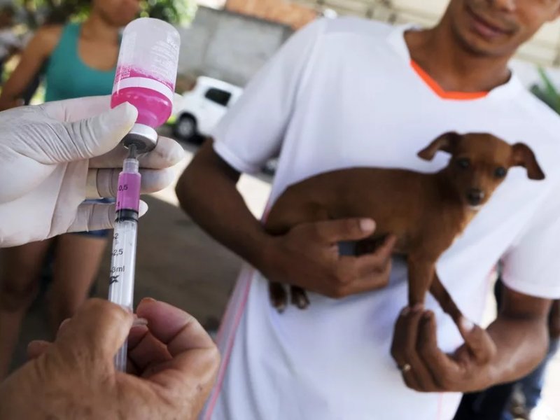 Imagem de Mutirão realiza cadastramento de animais para imunização gratuita em Salvador 